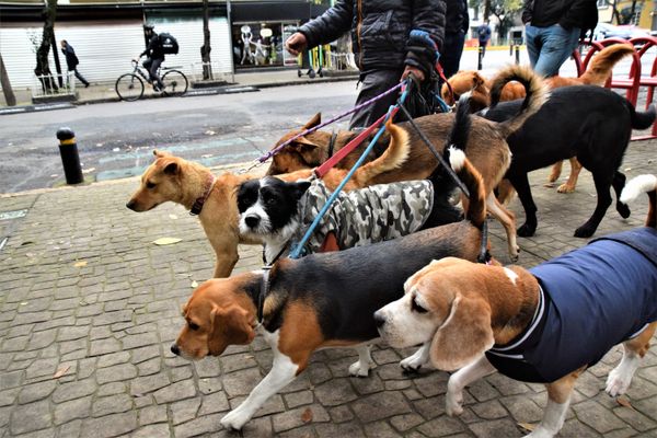 Dog Walker in Mexico City thumbnail