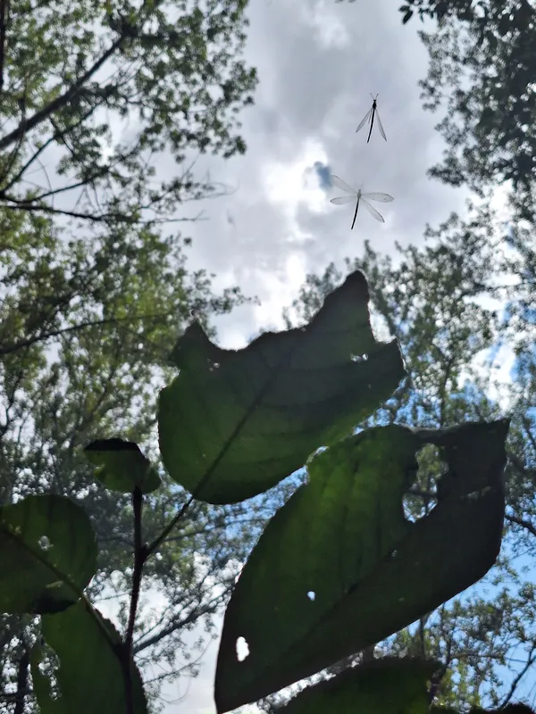 The sky from the perspective of leaves thumbnail