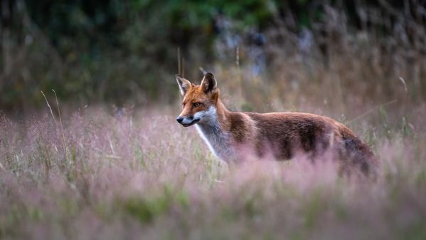 Red Fox in the meadow thumbnail