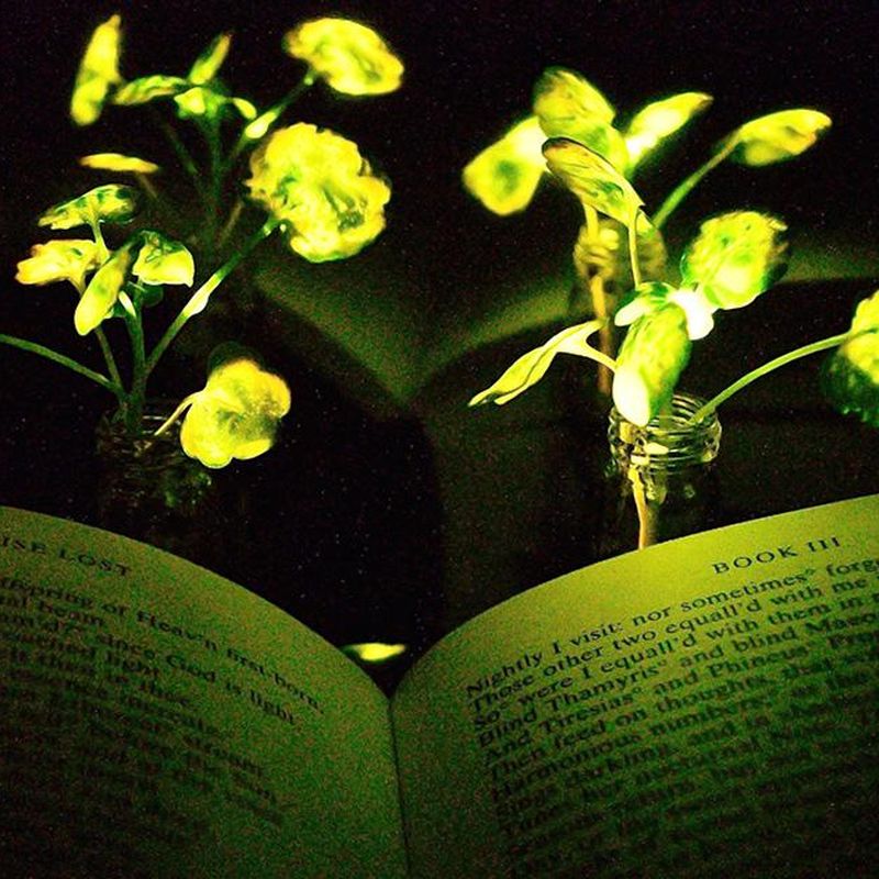 A Bioluminescent Bloom in Hong Kong - The Atlantic