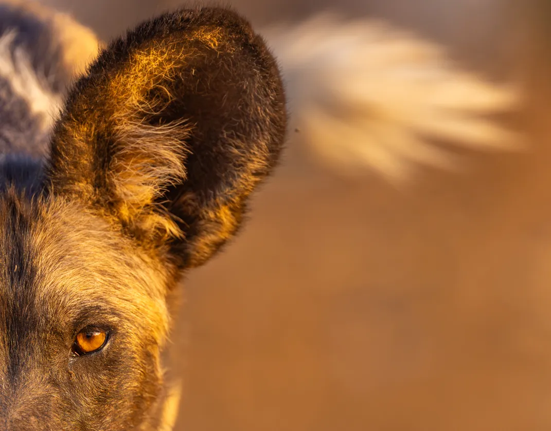 6 - AAlong with bat-like ears, African wild dogs are often distinguishable by their patchy coats and bushy, white-tipped tails.