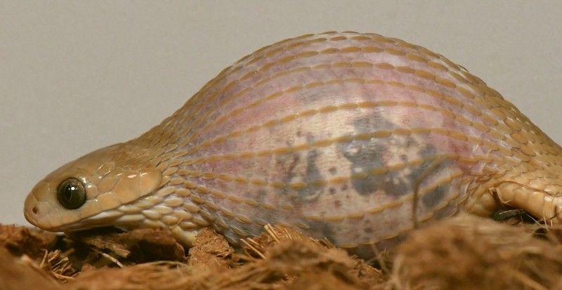 Snake that swallowed an egg