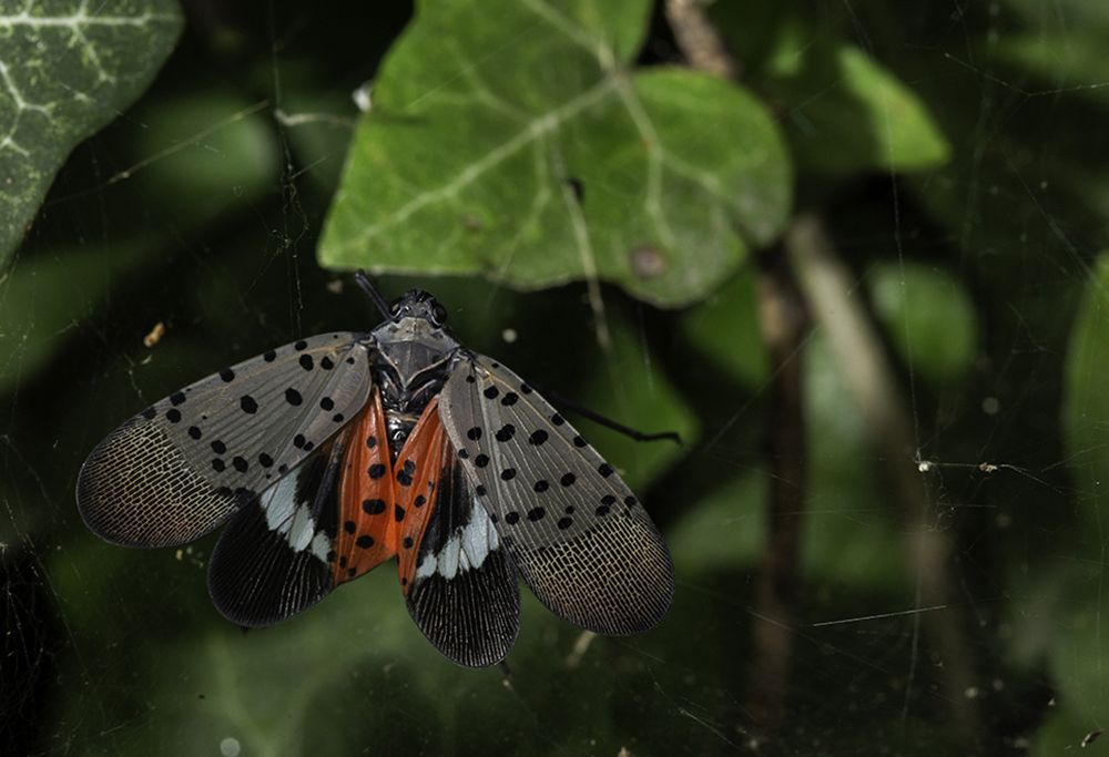 A lanternfly among foliage