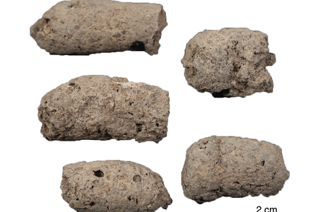 7,000-year-old dog feces from China's Anhui province