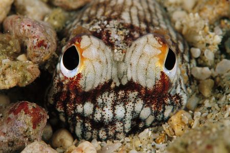 A bobtail squid hides on the ocean floor.
