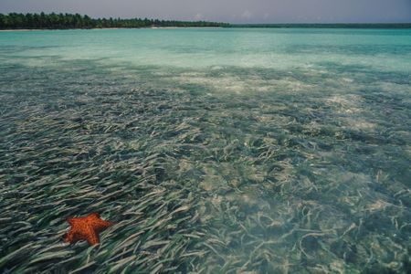 A starfish floating on the coral reef, Dominican Republic.
