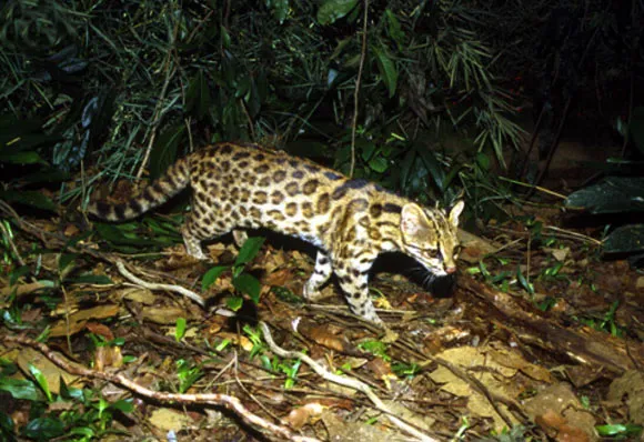 Ten Amazing Small Wild Cats, Science