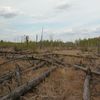Forests Around Chernobyl Aren’t Decaying Properly icon