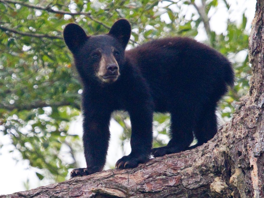 A small black bear cub is see standing on all fours on a tree branch. 