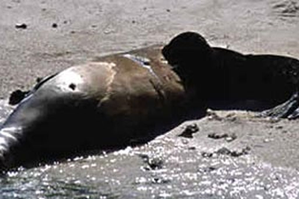Hawaiian monk seal