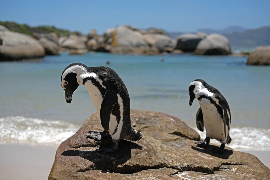 Penguins on boulders