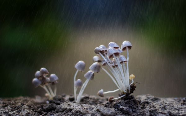 Mashroom plant in a rainy day thumbnail