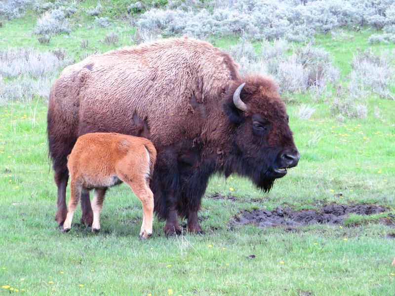 Yellowstone Bison Mom and Baby | Smithsonian Photo Contest ...