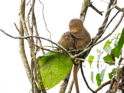 OPENER - A baby pygmy marmoset, under the care of an older member of its cooperative family group, perches on a bough in a gallery forest on the banks of the Aguarico River in eastern Ecuador.