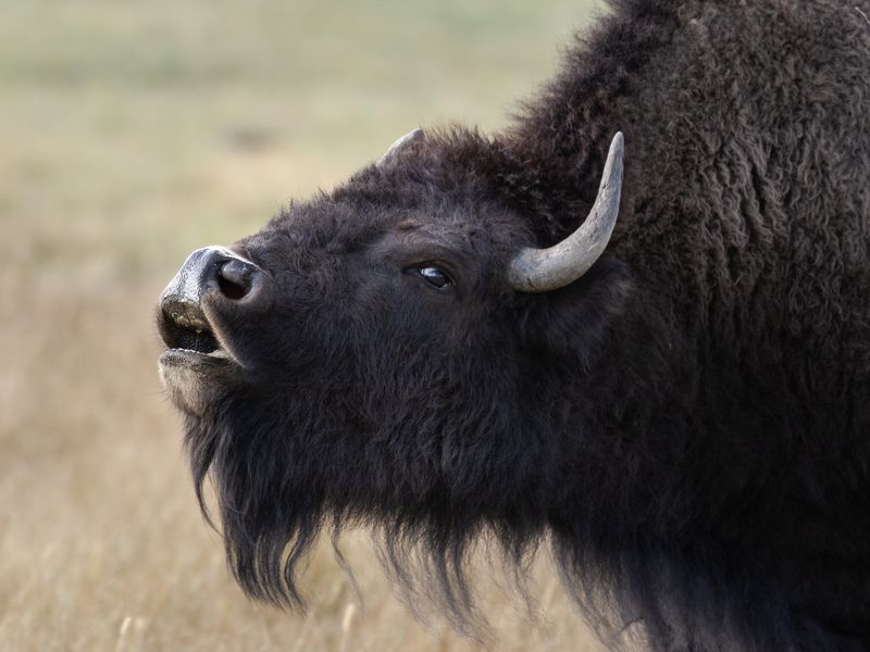 Lip-Curl: Bison sniffing a female | Smithsonian Photo Contest ...