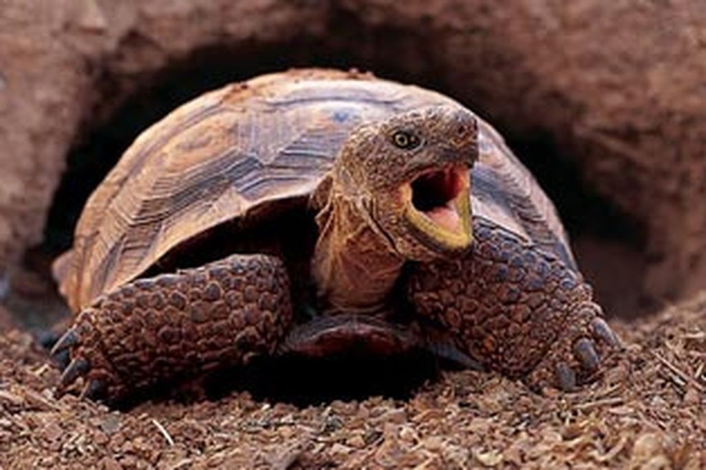 A desert tortoise (emerging from its den) may use the same burrow for many years