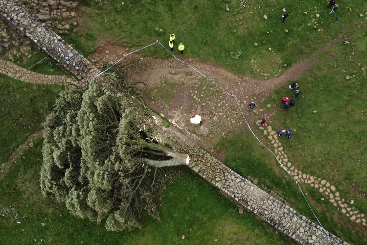 The tree was discovered in two pieces on the morning of September 28, 2023.