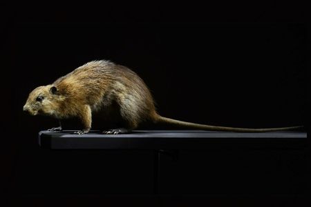 A giant rice rat specimen from the National Museum of Natural History in Paris, France