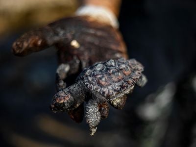 A woman at the Gador nature reserve in Israel holds a dead baby sea turtle covered in tar from the oil spill on Feb. 20, 2021. 