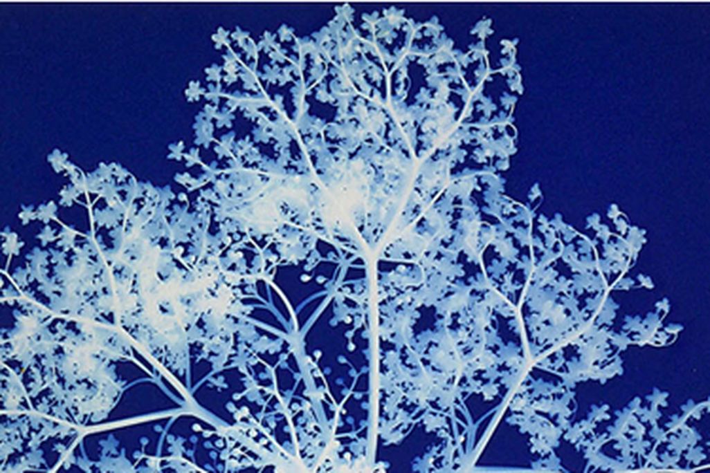 20120607094015elder.jpg