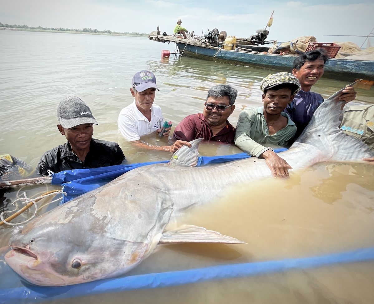 Freshwater Fish Migrations Are Disappearing Across the Planet, Finds U ...