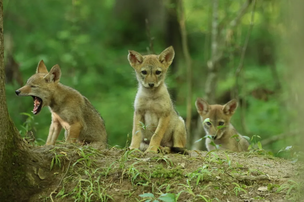Three coyote pups in the woods