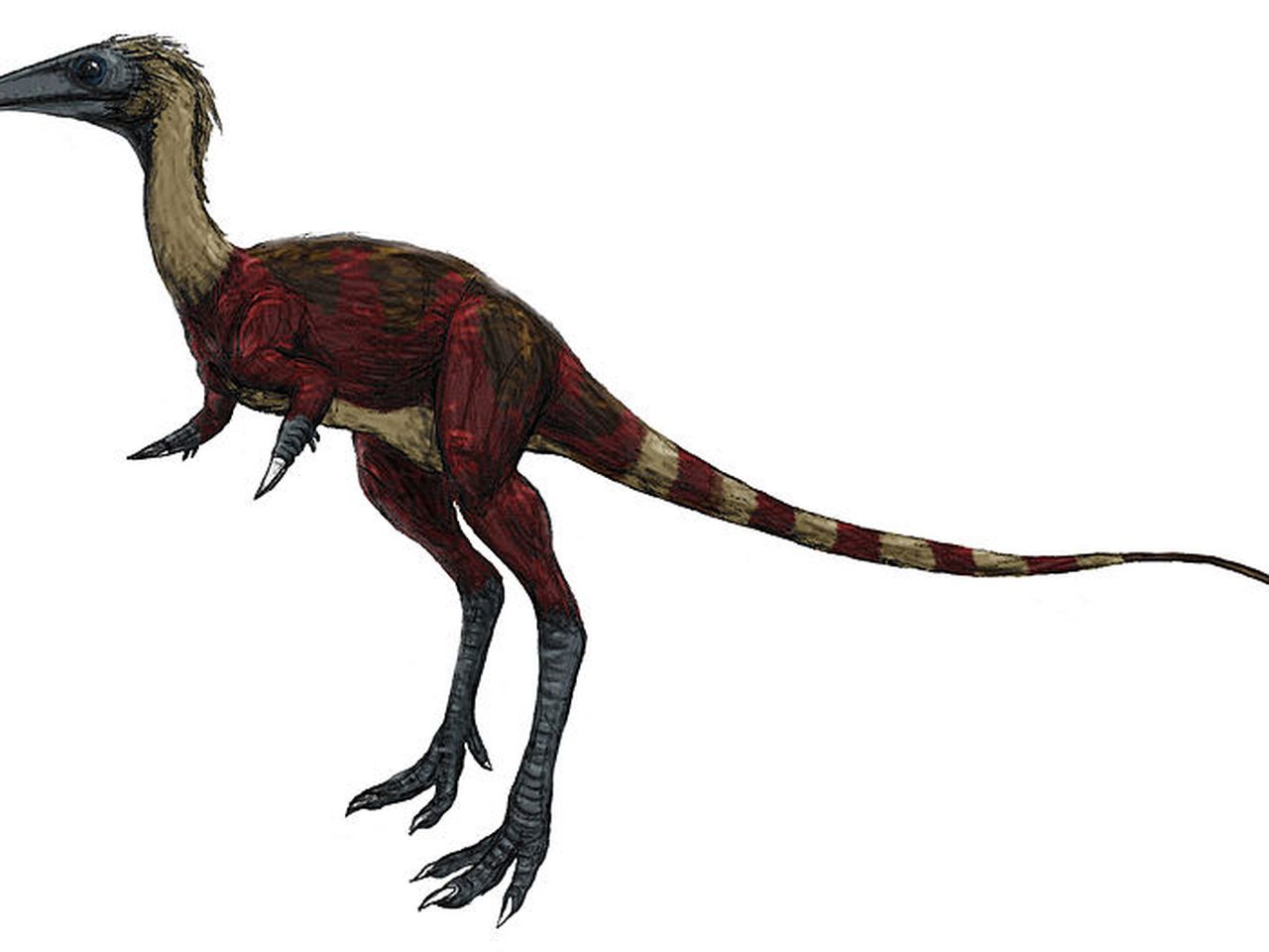 Linhenykus Size