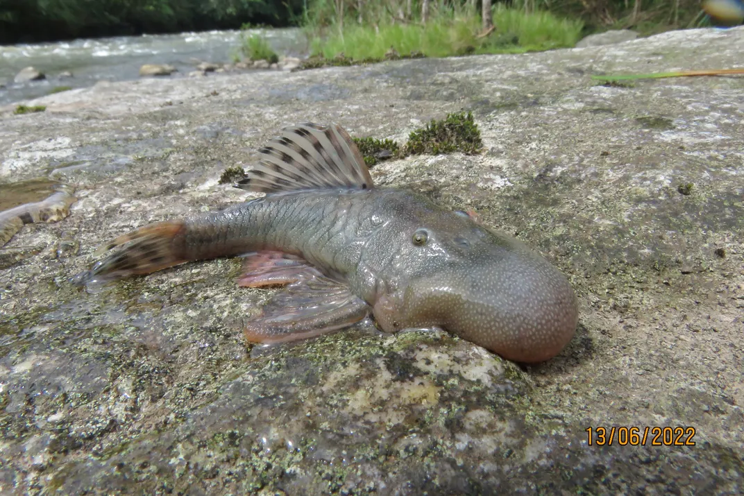 a fish with a big blob-like nose