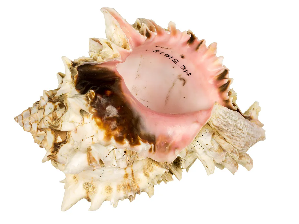 The inside of a lumpy white and brown seashell is smooth and pink.