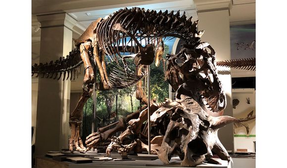 Tyrannosaurus rex was first discovered in 1900, and named in 1905. But not much was known about how it lived or died. (USNM 555000 and USNM 500000, Smithsonian)