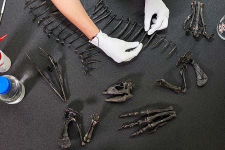 E. mollyborthwickae&nbsp;is now on display at London&#39;s Natural History Museum.