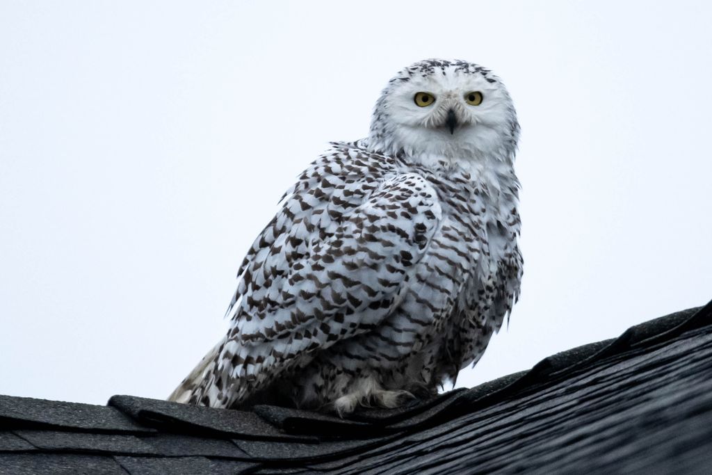 A snowy owl sits on top of a roof in Orange County, California