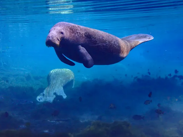 Buoyant in the Blue thumbnail