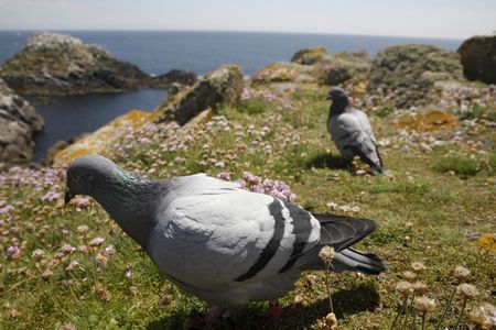 New evidence shows that Rock Doves (an ancestor to today's feral pigeons) were eaten by Neanderthals