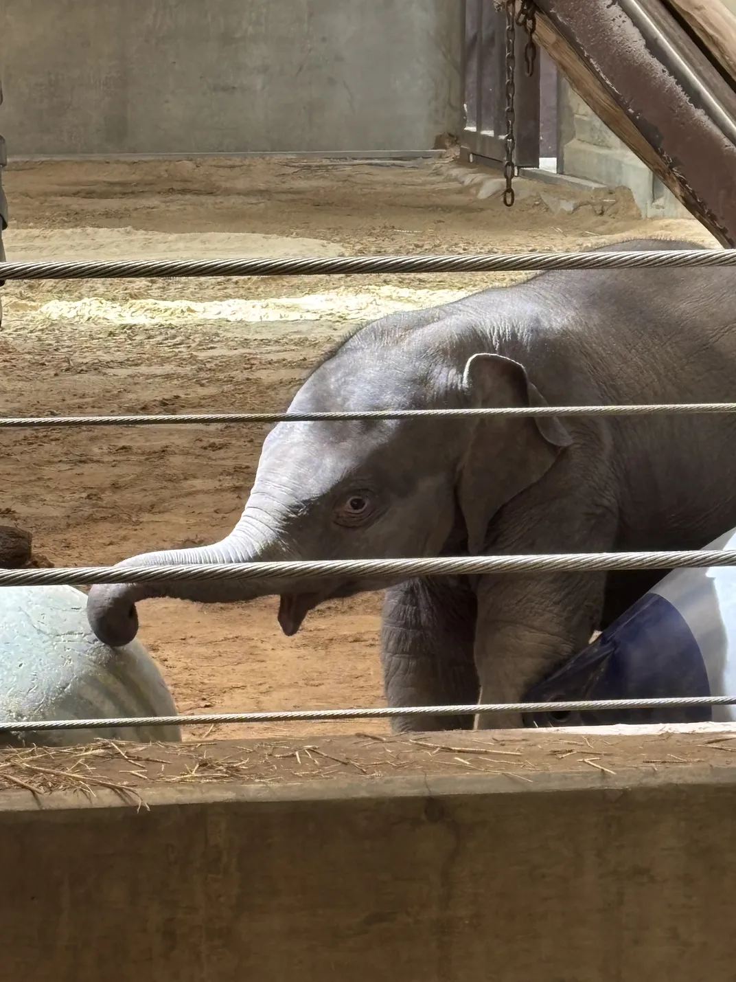 a baby elephant with her mouth open and trunk moving toward a rolling toy