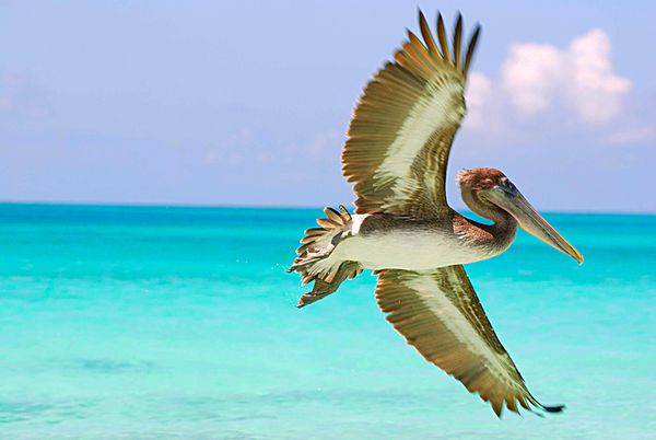 Flying Pelican at Los Roques Islands thumbnail