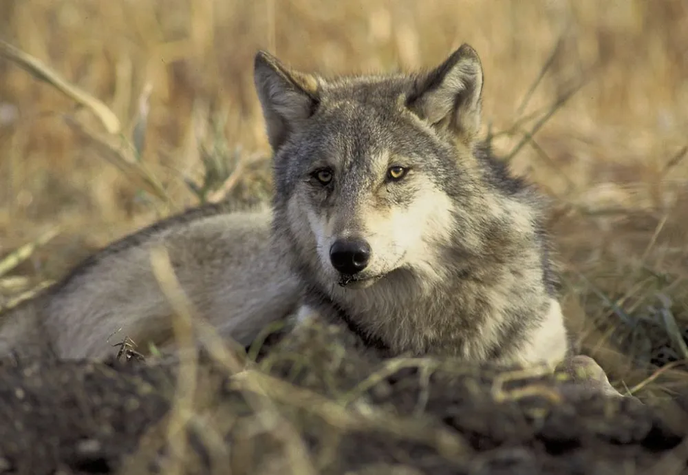 Gray wolf lounging in a field