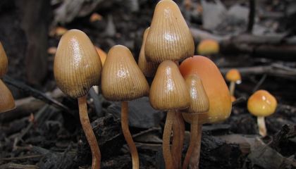 Could Psilocybin Help Treat Anorexia? A Small Clinical Trial Suggests the Psychedelic May Make Patients More Open to Recovery