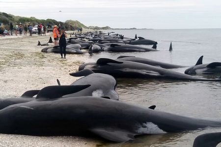 New Zealand volunteers formed a human chain in the water at a remote beach on Friday as they tried to save about 100 whales after more than 400 of the creatures beached themselves in one of the worst whale strandings in the nation's history. 
