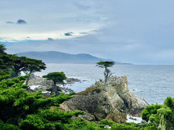 Lone Cypress thumbnail