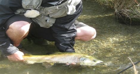 Andrew, bundled against the blazing sun, releases a big brown trout.