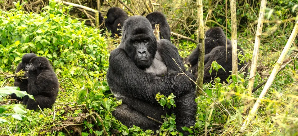  Gorilla family, Volcanoes National Park 