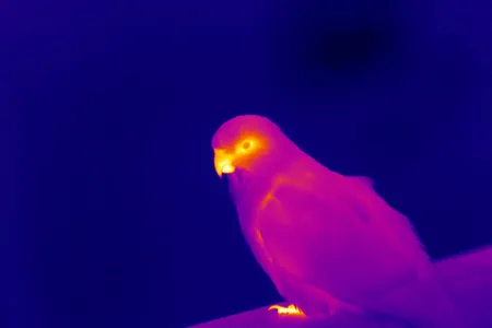 A thermal image shows a parrot releasing heat through its beak and talons. Researchers have found that since 1871 some parrots have increased their beak area up to 10 percent.