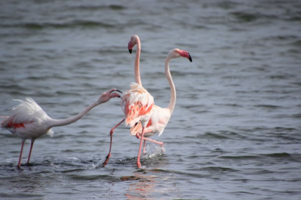Fighting Flamingos thumbnail