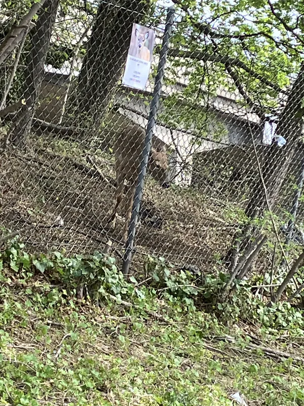 Deer Me!  Apple iPhone SE (3rd generation) thumbnail