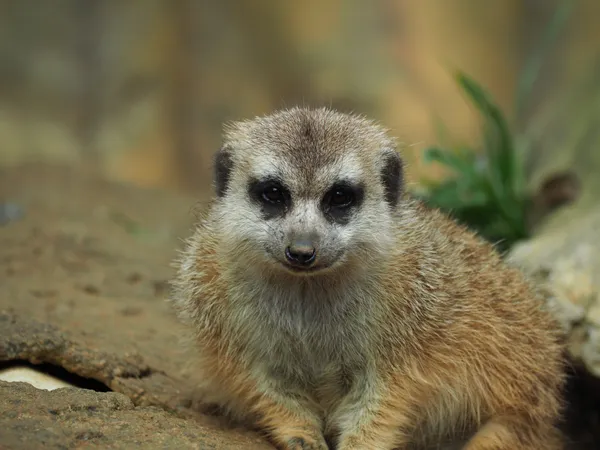 The mongoose that looked at me thumbnail