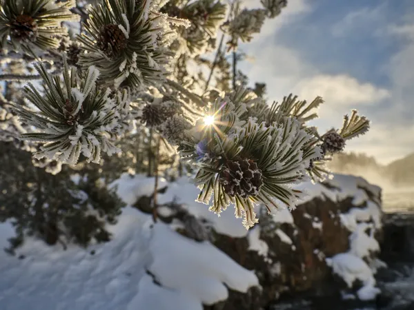 The sun shines through frosty pine needles thumbnail