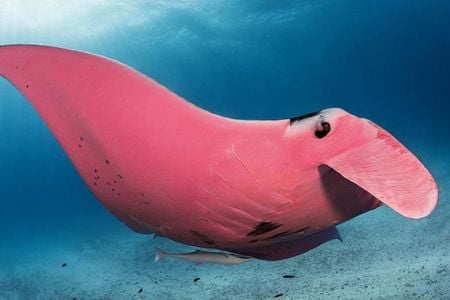 Inspector Clouseau, the world's only known pink manta ray