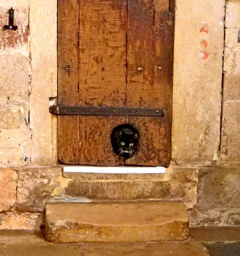 Where Can You Find the Oldest Cat Door on Earth?