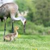 These Sandhill Cranes Have Adopted a Canada Gosling, and Birders Have Flocked to Watch the Strange Family icon